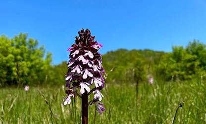 Lady Orchid flowers-gallery-10