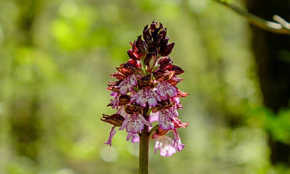 Lady Orchid flowers-gallery-11