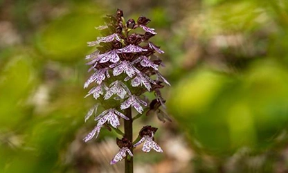 Lady Orchid flowers-gallery-12