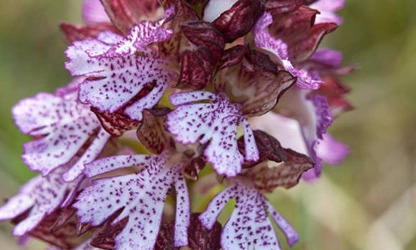 Lady Orchid flowers-gallery-2