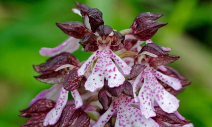 Lady Orchid flowers-gallery-3