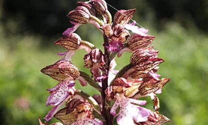 Lady Orchid flowers-gallery-4