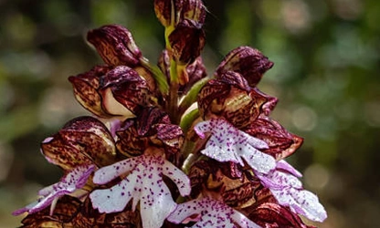 Lady Orchid flowers-gallery-5