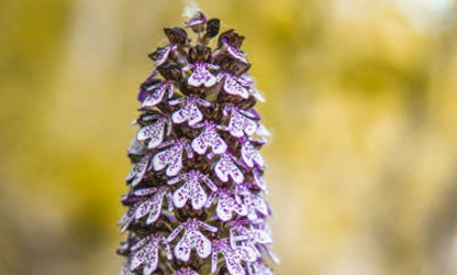 Lady Orchid flowers-gallery-6