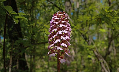 Lady Orchid flowers-gallery-7