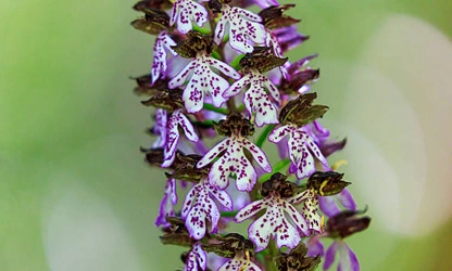 Lady Orchid flowers-gallery-8