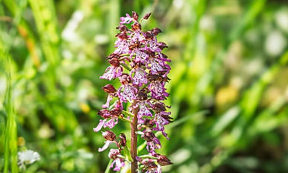Lady Orchid flowers-gallery-9