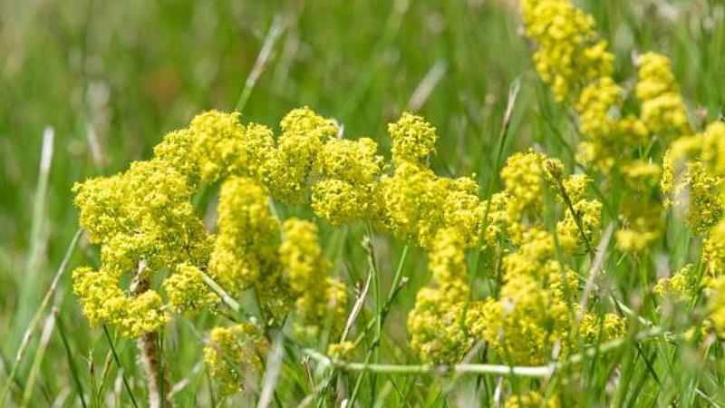 Ladys Bedstraw Featured image