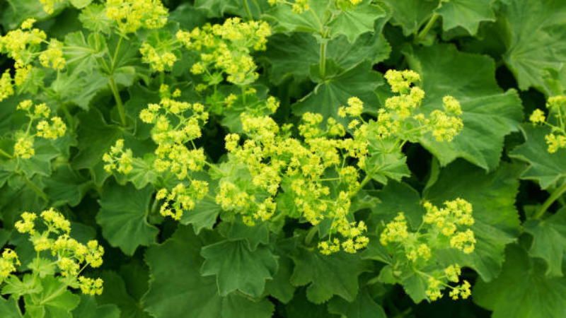 Lady's Mantle Featured image