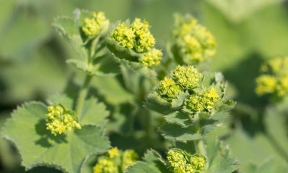 Lady’s Mantle flowers-gallery-1