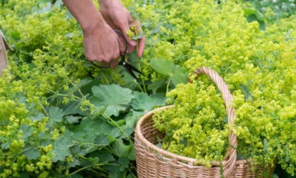 Lady’s Mantle flowers-gallery-10