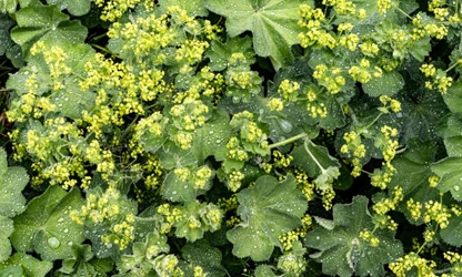 Lady’s Mantle flowers-gallery-11
