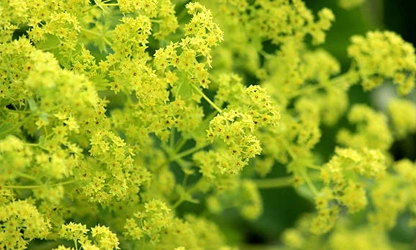Lady’s Mantle flowers-gallery-12
