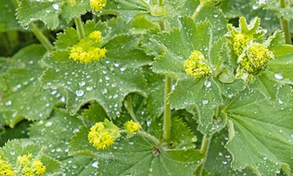 Lady’s Mantle flowers-gallery-2