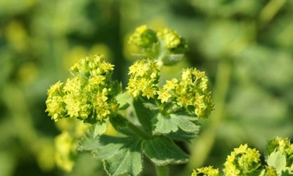 Lady’s Mantle flowers-gallery-3