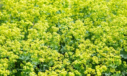 Lady’s Mantle flowers-gallery-4