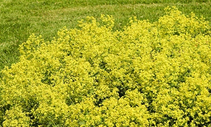 Lady’s Mantle flowers-gallery-5