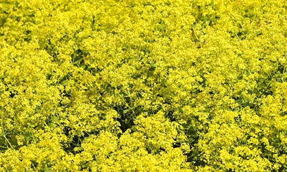 Lady’s Mantle flowers-gallery-6