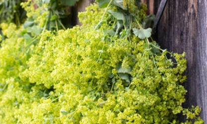 Lady’s Mantle flowers-gallery-7