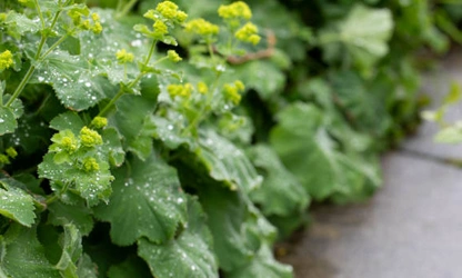 Lady’s Mantle flowers-gallery-8