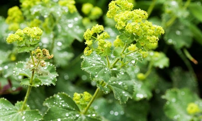 Lady’s Mantle flowers-gallery-9