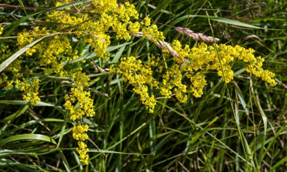 Lady’s bedstraw flowers-gallery-1