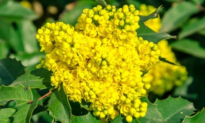 Lady’s bedstraw flowers-gallery-10
