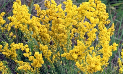 Lady’s bedstraw flowers-gallery-11