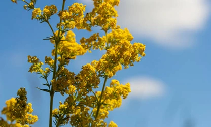Lady’s bedstraw flowers-gallery-12