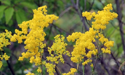 Lady’s bedstraw flowers-gallery-13