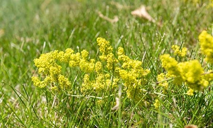 Lady’s bedstraw flowers-gallery-14