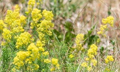 Lady’s bedstraw flowers-gallery-15