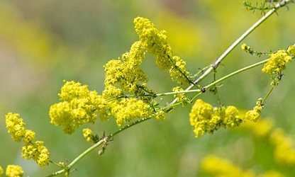 Lady’s bedstraw flowers-gallery-16
