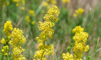 Lady’s bedstraw flowers-gallery-17