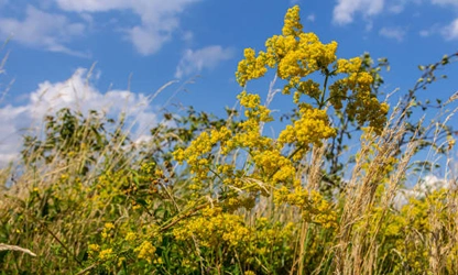 Lady’s bedstraw flowers-gallery-2