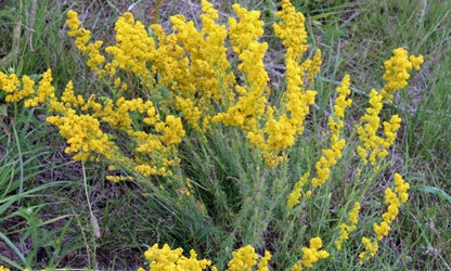 Lady’s bedstraw flowers-gallery-3