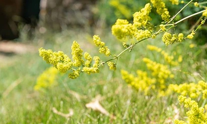 Lady’s bedstraw flowers-gallery-4