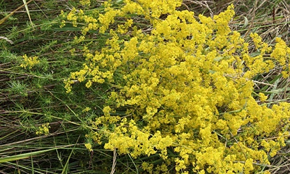 Lady’s bedstraw flowers-gallery-5