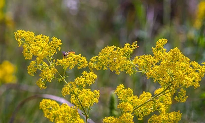 Lady’s bedstraw flowers-gallery-6