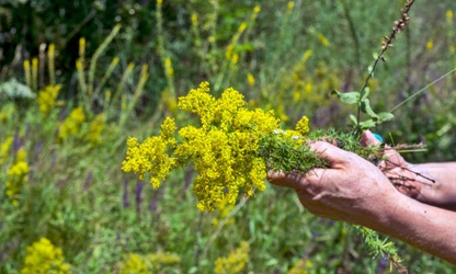 Lady’s bedstraw flowers-gallery-7