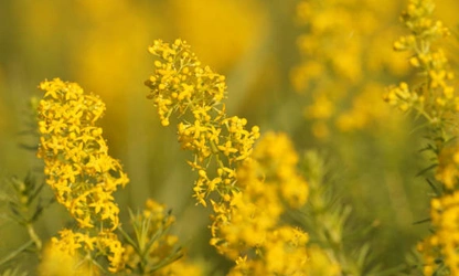 Lady’s bedstraw flowers-gallery-8