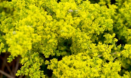 Lady’s bedstraw flowers-gallery-9