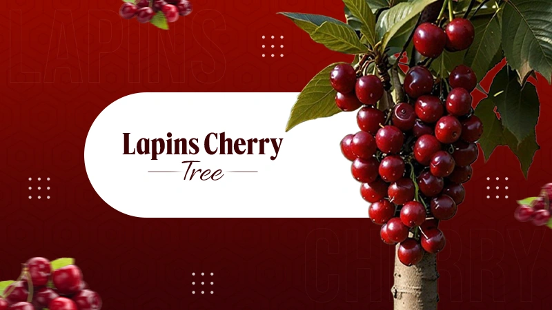 Lapins Cherry Tree