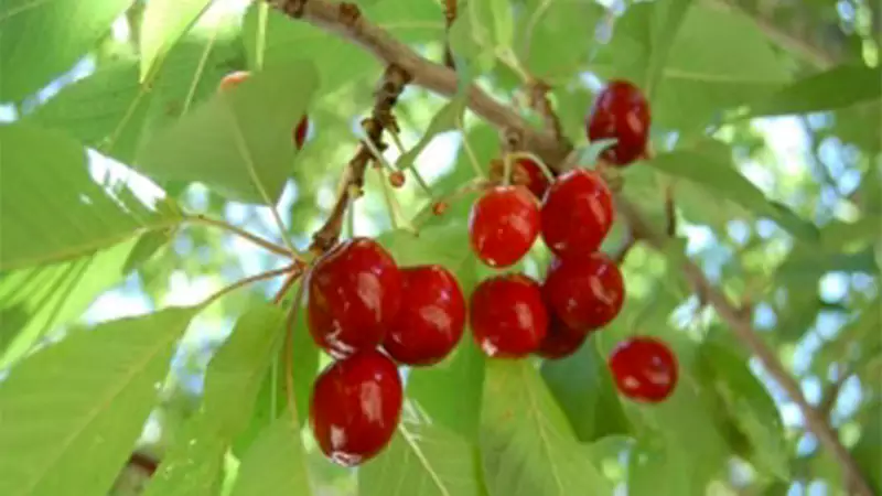 Lapins cherry tree 1