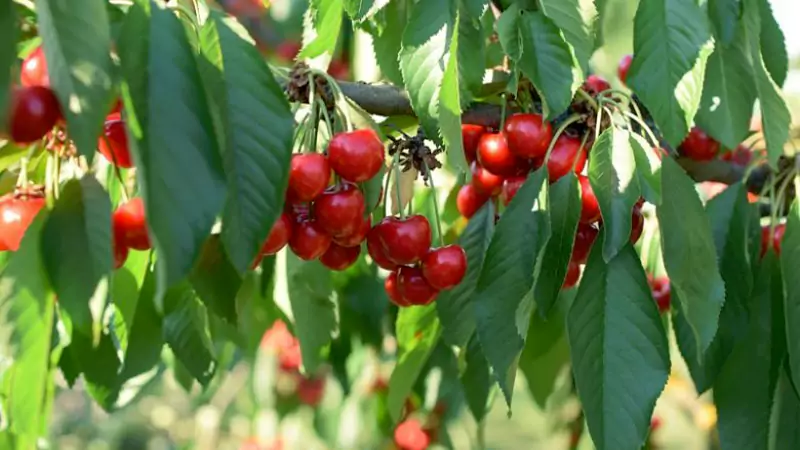 Lapins cherry tree 2