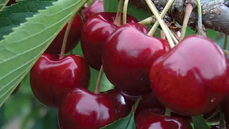 Lapins cherry tree 3