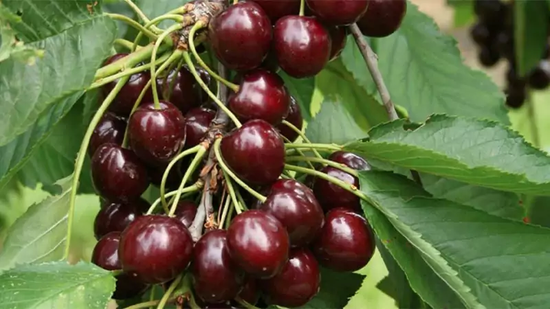 Lapins Cherry Tree: A Self-Pollinating Deciduous Fruit Tree - Image 4