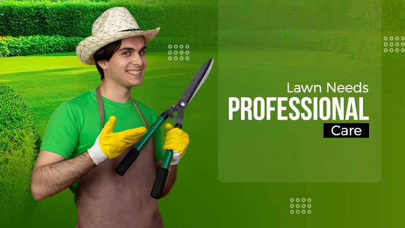 Lawn Needs care