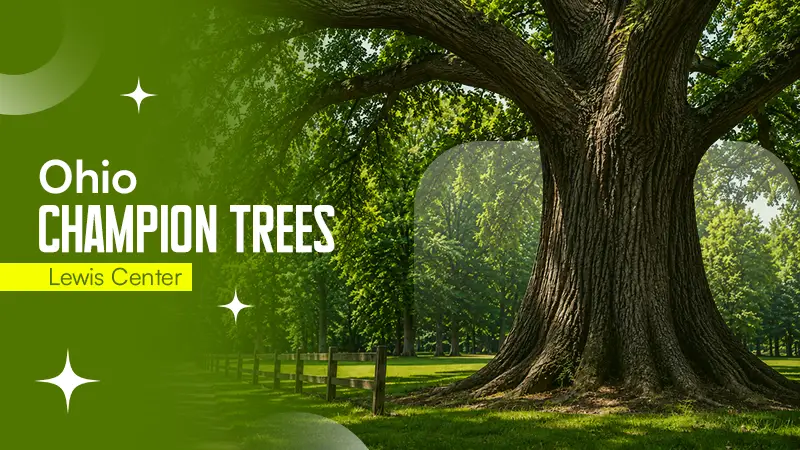 Lewis Center Ohio Champion Trees