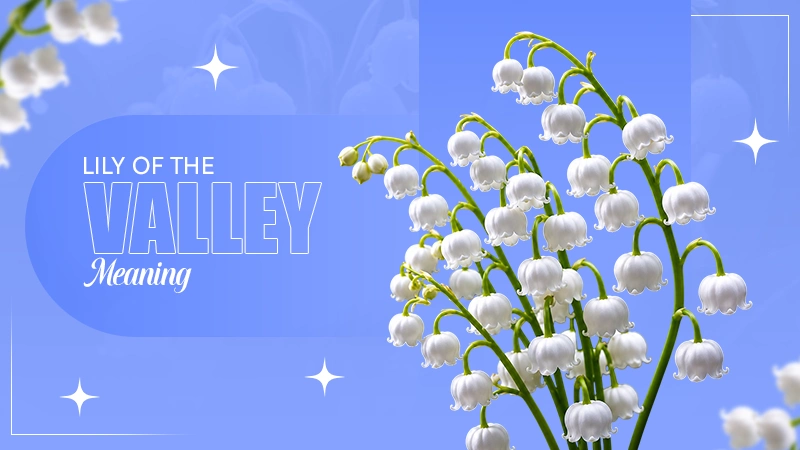 Lily of the Valley Meaning